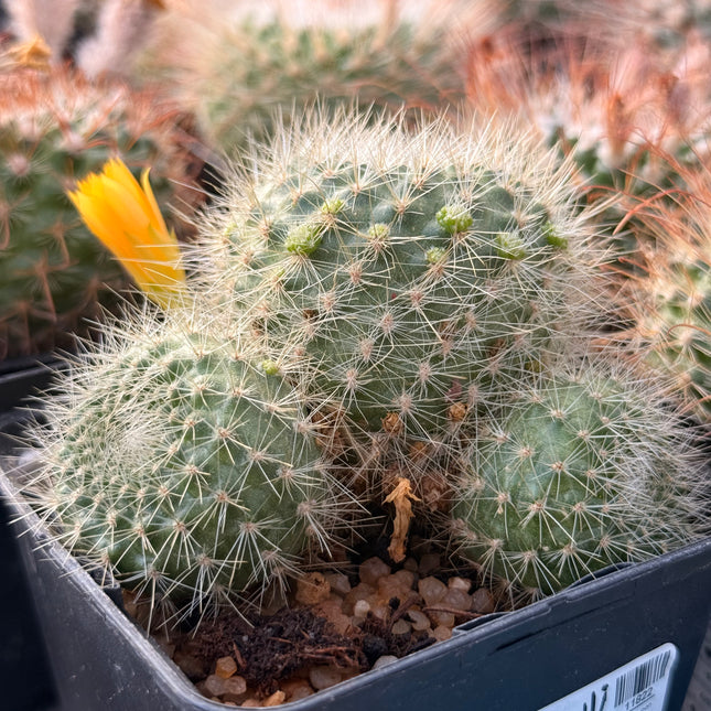 Boliviacactus chrysacanthion
