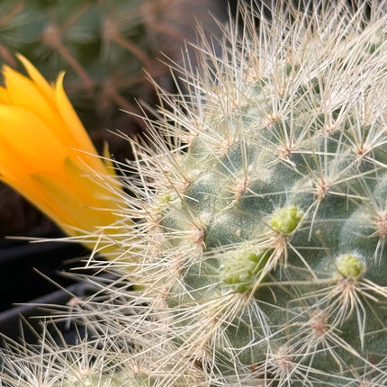Boliviacactus chrysacanthion