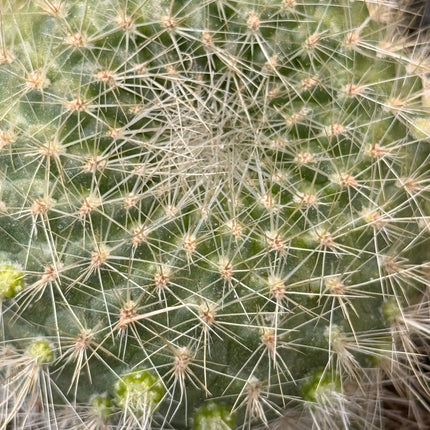 Boliviacactus chrysacanthion