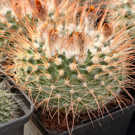Parodia microsperma subsp. herzogii