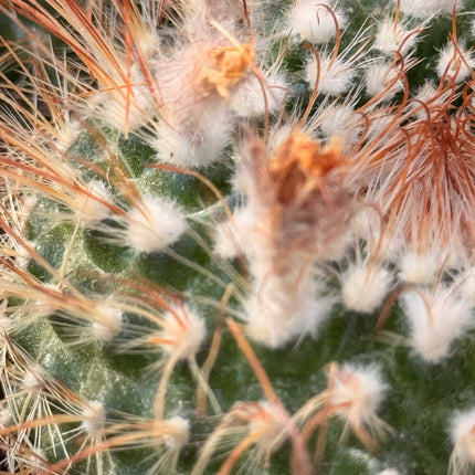 Parodia microsperma subsp. herzogii