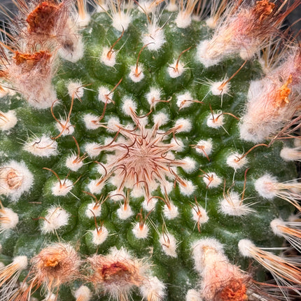 Parodia microsperma subsp. herzogii
