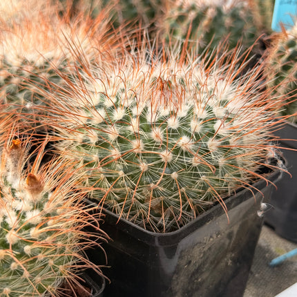 Parodia microsperma subsp. herzogii