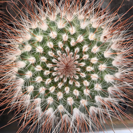 Parodia microsperma subsp. herzogii