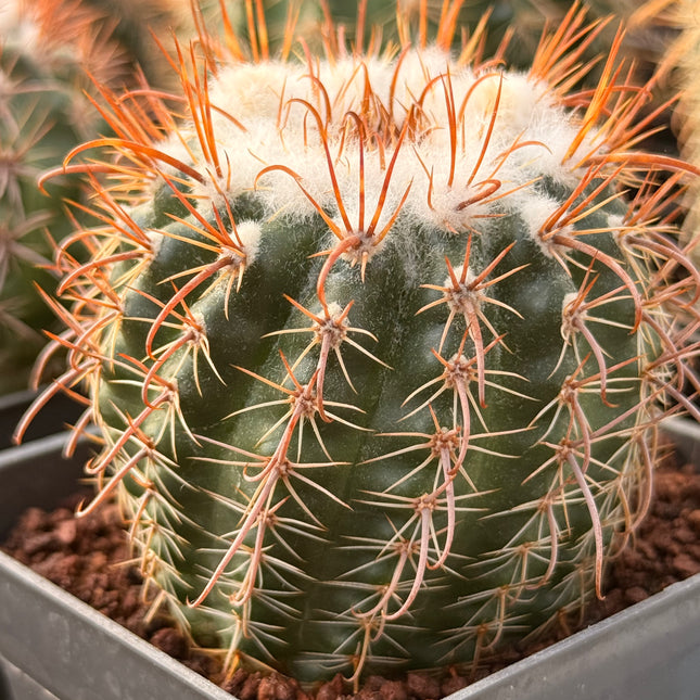 Boliviacactus tuberculatus