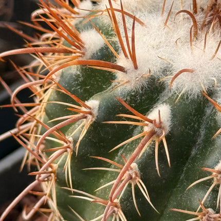 Boliviacactus tuberculatus