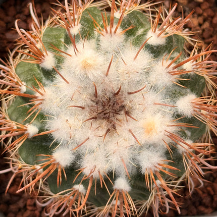Boliviacactus tuberculatus