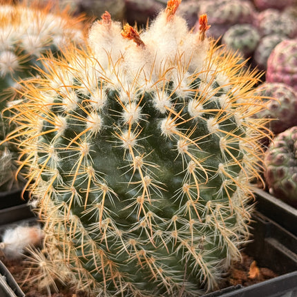 Boliviacactus hegeri