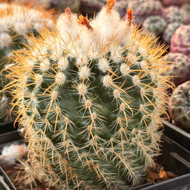 Boliviacactus hegeri