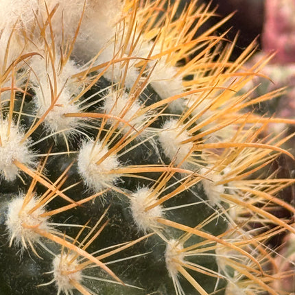 Boliviacactus hegeri