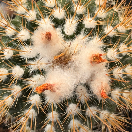 Boliviacactus hegeri