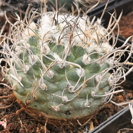 Kadenicarpus pseudomacrochele