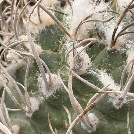 Kadenicarpus pseudomacrochele