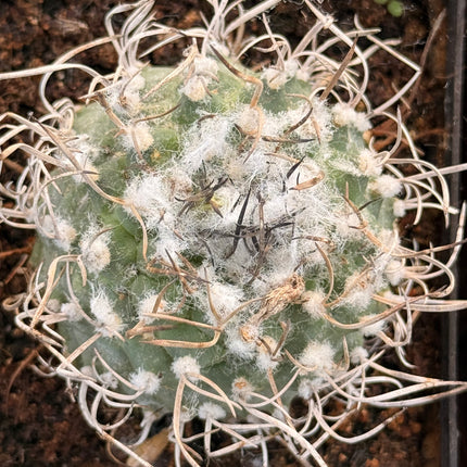 Kadenicarpus pseudomacrochele