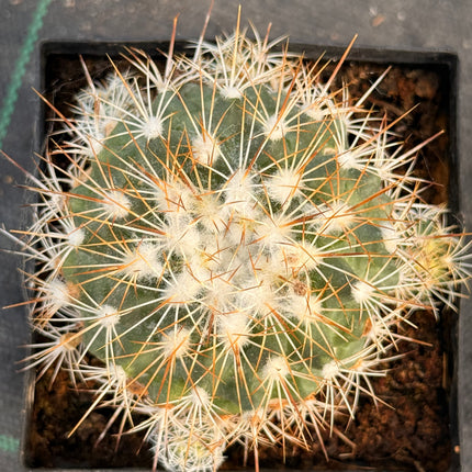Kadenicarpus horripilus