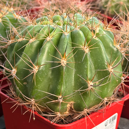 Lobivia lateritira var. borealia