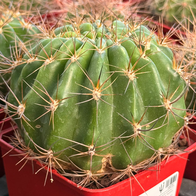 Lobivia lateritira var. borealia
