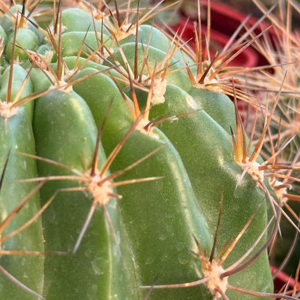 Lobivia lateritira var. borealia