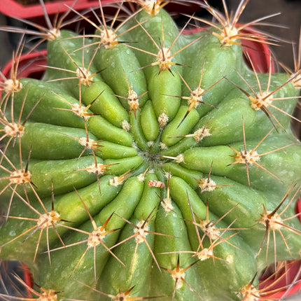 Lobivia lateritira var. borealia