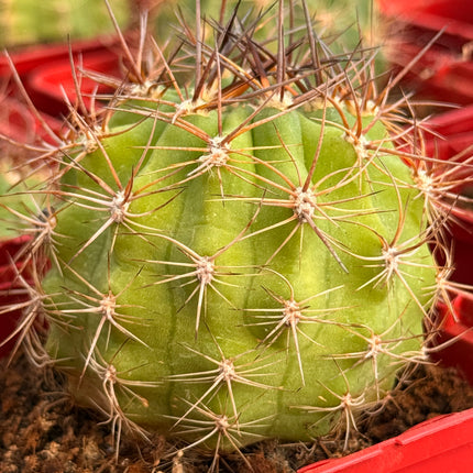 Soehrensia walteri