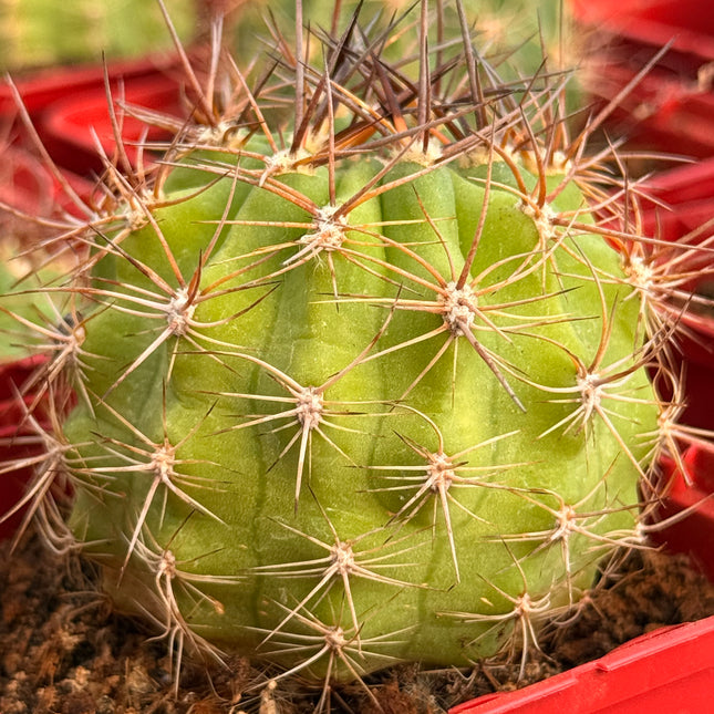 Soehrensia walteri