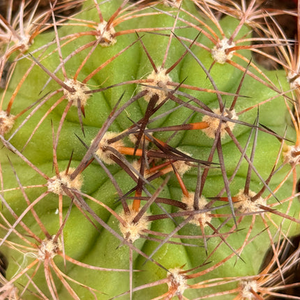 Soehrensia walteri