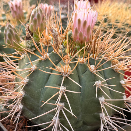 Gymnocalycium eurypleurum