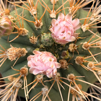 Gymnocalycium eurypleurum