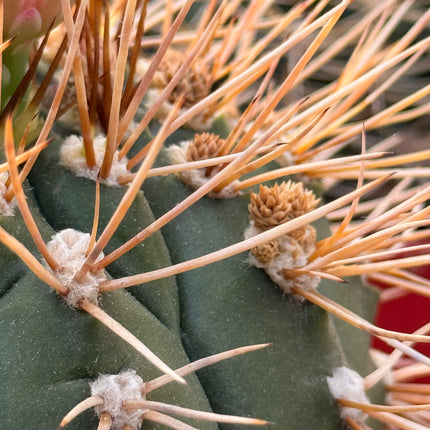 Gymnocalycium eurypleurum