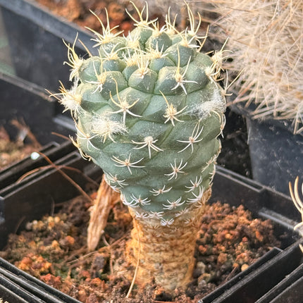 Kadenicarpus pseudomacrochele subsp. krainziana