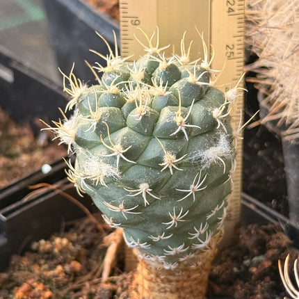 Kadenicarpus pseudomacrochele subsp. krainziana