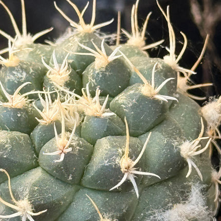 Kadenicarpus pseudomacrochele subsp. krainziana