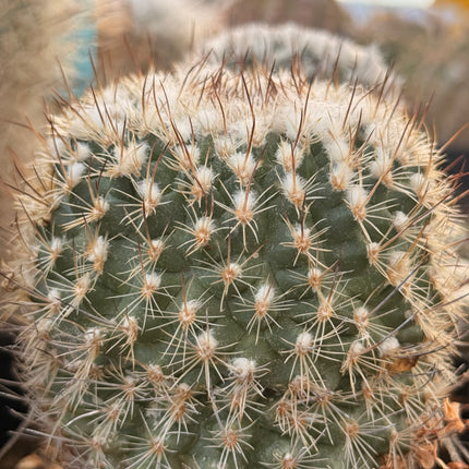 Rapicactus beguinii