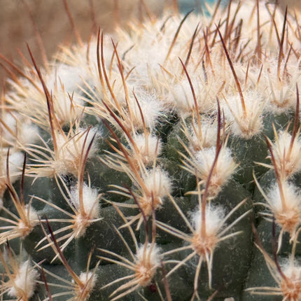 Rapicactus beguinii