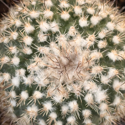 Rapicactus beguinii