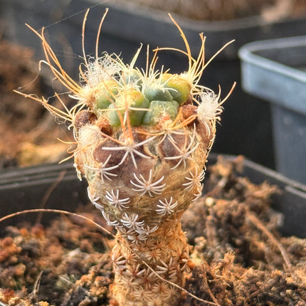 Kadenicarpus pseudomacrochele subsp. minimus