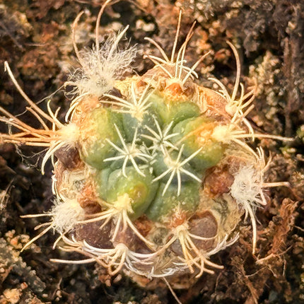 Kadenicarpus pseudomacrochele subsp. minimus