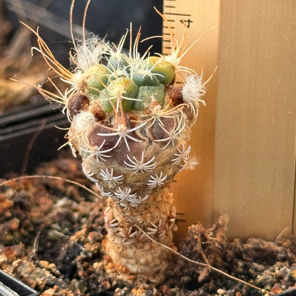 Kadenicarpus pseudomacrochele subsp. minimus