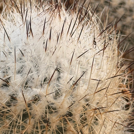 Rapicactus beguinii var. senilis