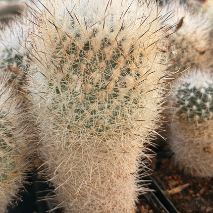 Rapicactus beguinii var. senilis