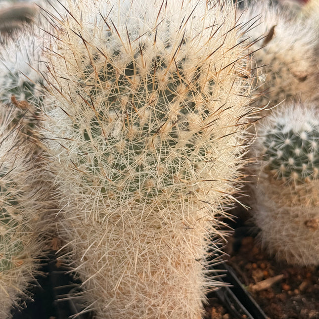 Rapicactus beguinii var. senilis