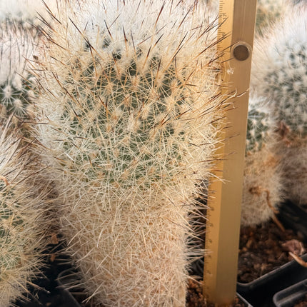 Rapicactus beguinii var. senilis
