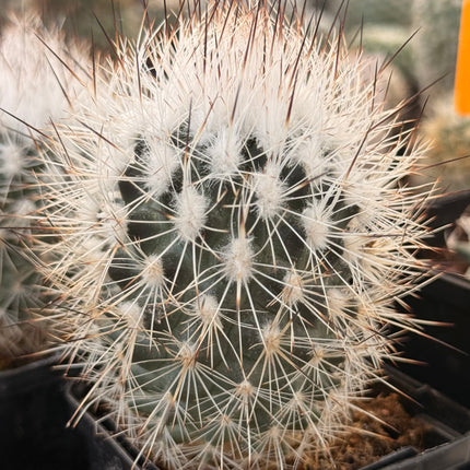 Kadenicarpus horripilus subsp. wrobelianus