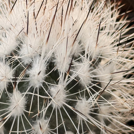 Kadenicarpus horripilus subsp. wrobelianus