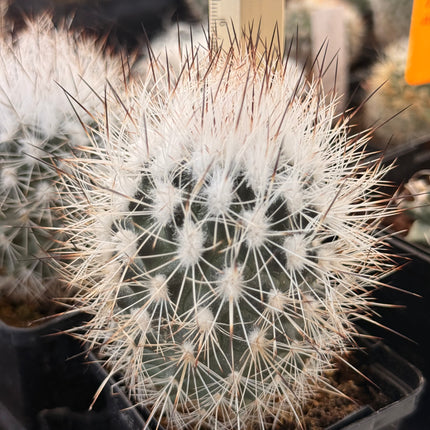 Kadenicarpus horripilus subsp. wrobelianus