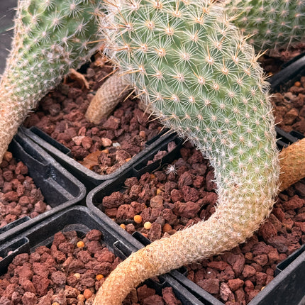 Rapicactus subterraneus