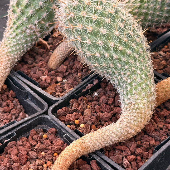Rapicactus subterraneus