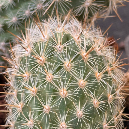 Rapicactus subterraneus