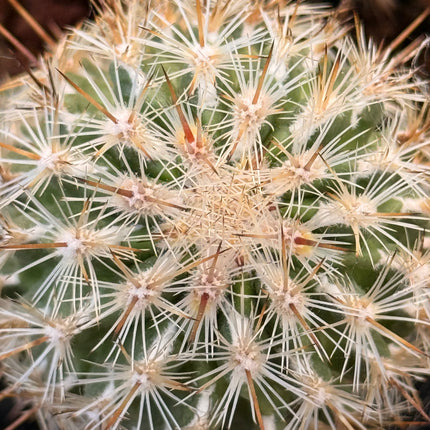 Rapicactus subterraneus