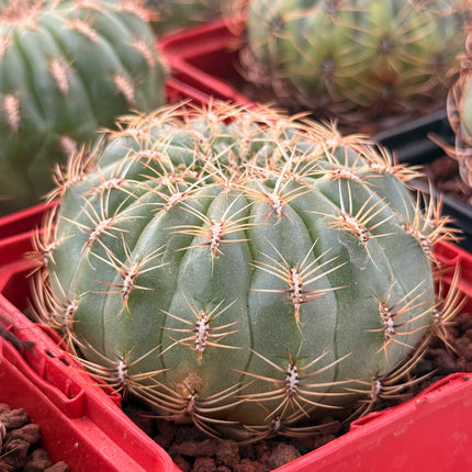 Oroya peruviana minima